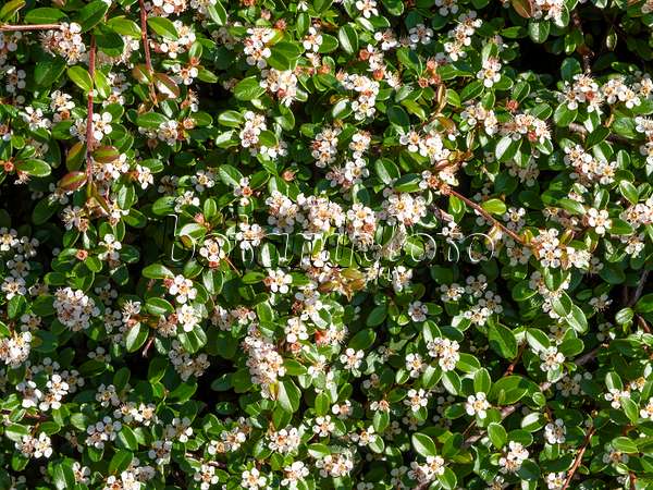 438149 - Bearberry cotoneaster (Cotoneaster dammeri 'Skogsholmen')