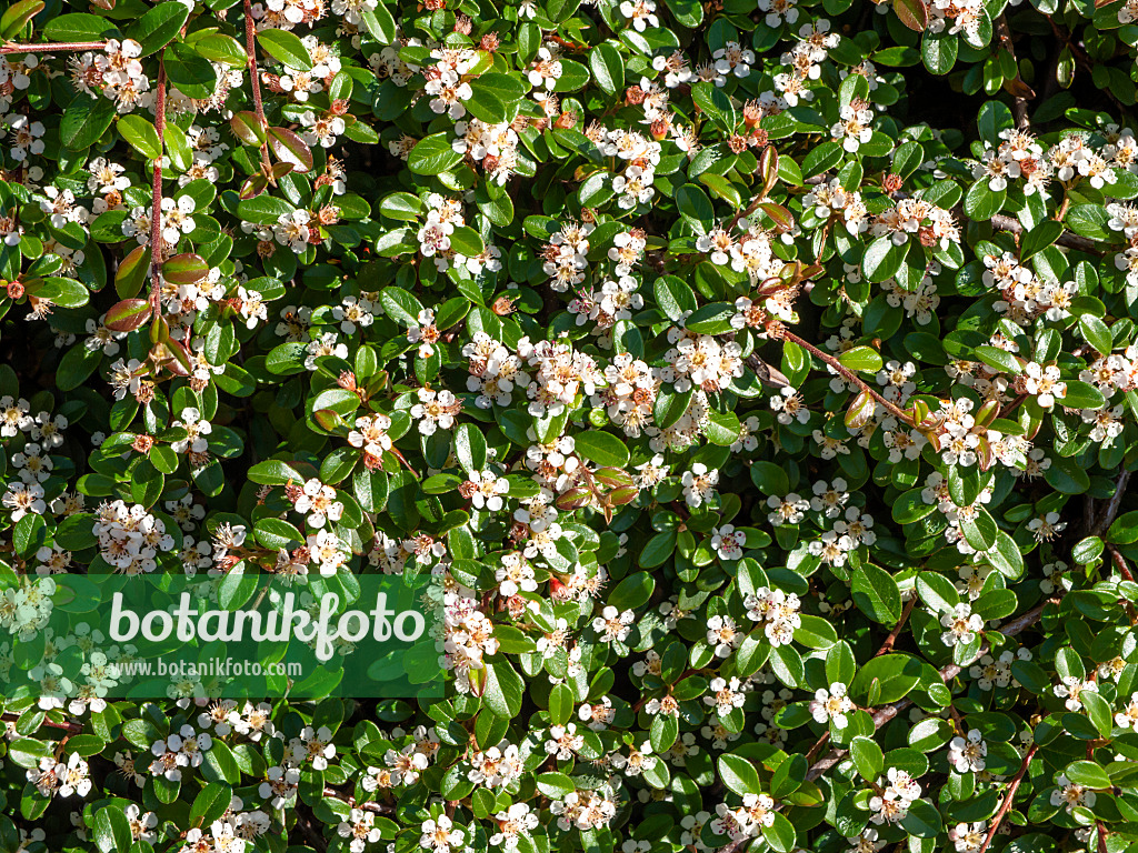 438149 - Bearberry cotoneaster (Cotoneaster dammeri 'Skogsholmen')