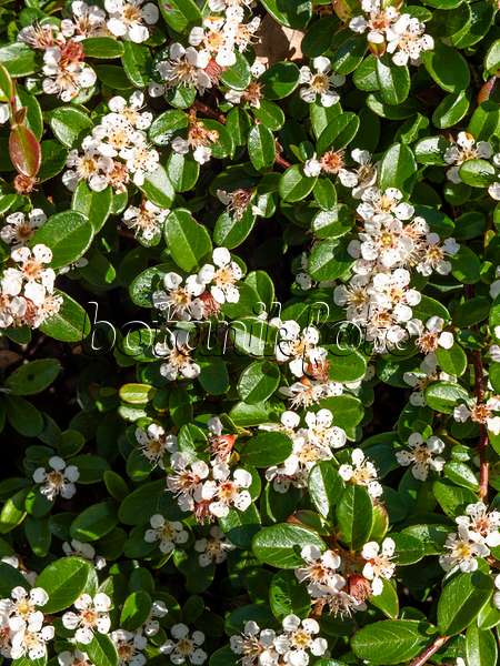 438150 - Bearberry cotoneaster (Cotoneaster dammeri 'Skogsholmen')