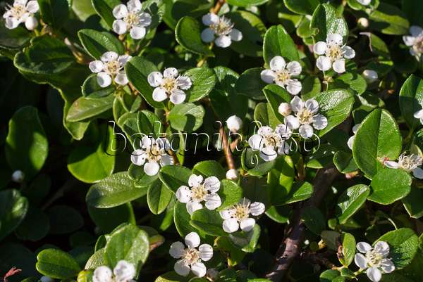 608128 - Bearberry cotoneaster (Cotoneaster dammeri var. radicans)