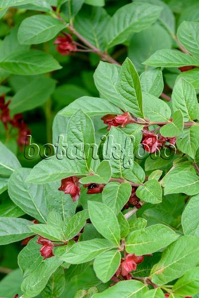 593118 - Bearberry honeysuckle (Lonicera involucrata)