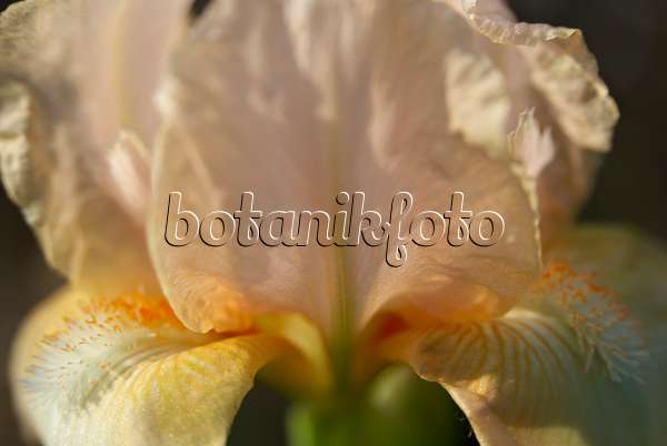 452118 - Bearded iris (Iris barbata)