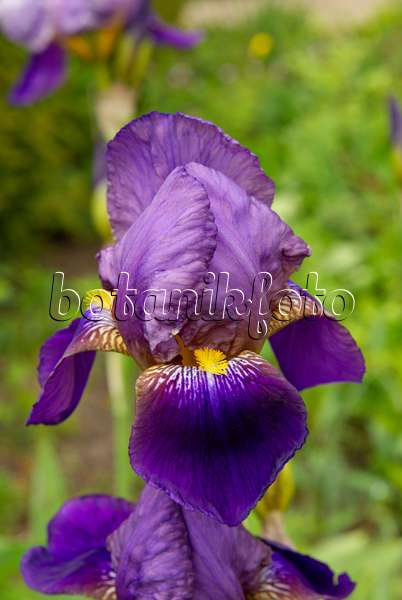 452137 - Bearded iris (Iris barbata)