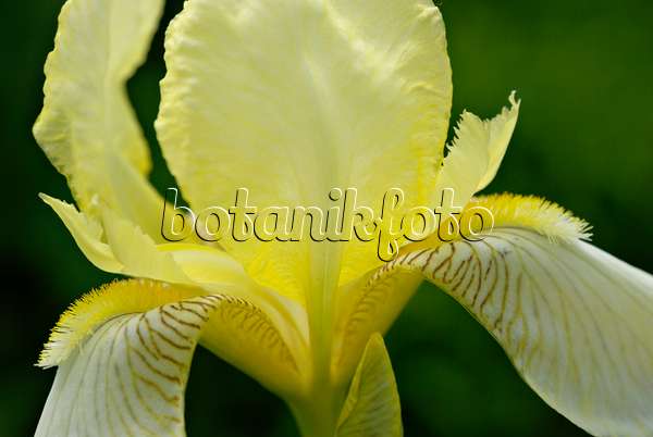 452139 - Bearded iris (Iris barbata)
