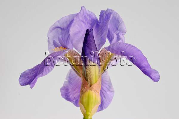 488159 - Bearded iris (Iris barbata)