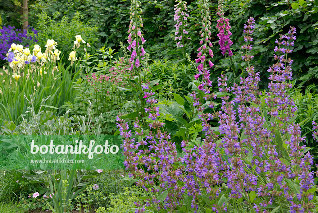 452127 - Bearded iris (Iris barbata), common foxglove (Digitalis purpurea) and sage (Salvia)