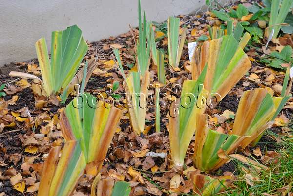 483051 - Bearded iris (Iris barbata) cut back before winter