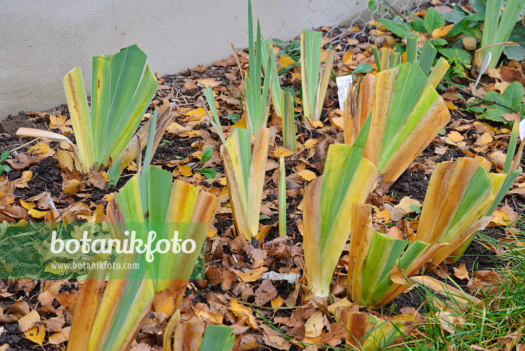 483051 - Bearded iris (Iris barbata) cut back before winter