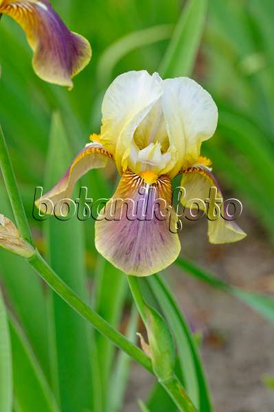 472290 - Bearded iris (Iris barbata elatior)