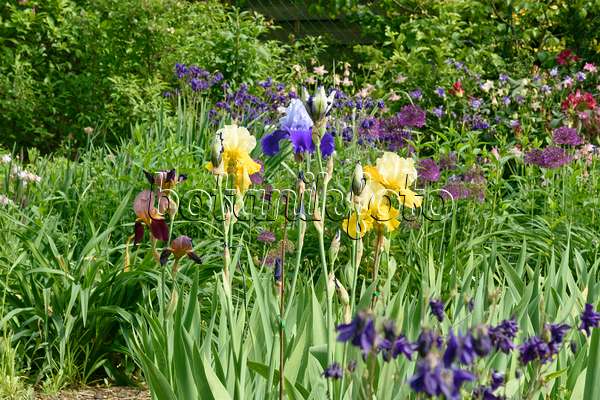 556054 - Bearded irises (Iris barbata) and ornamental onions (Allium)