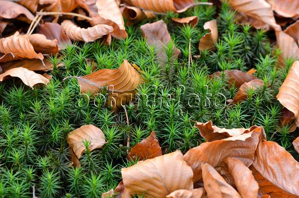 525452 - Beautiful hair moss (Polytrichum formosum)