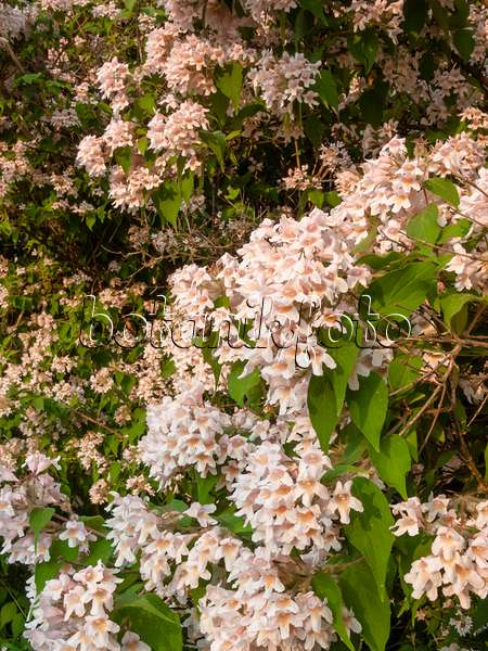 402012 - Beauty bush (Kolkwitzia amabilis)