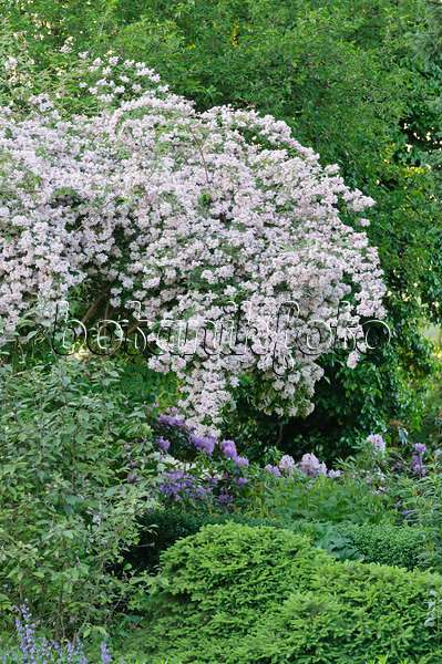 472354 - Beauty bush (Kolkwitzia amabilis)