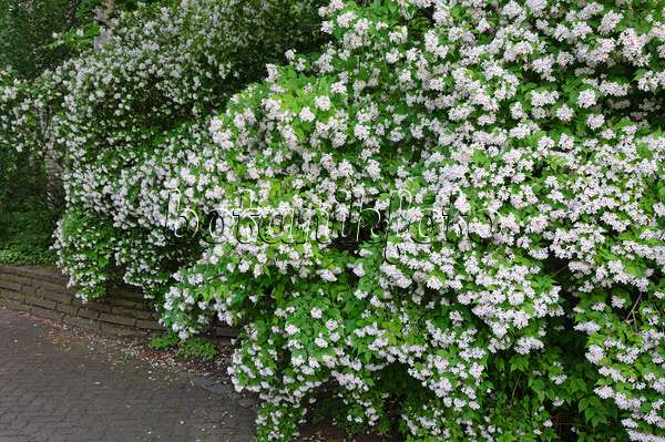 472392 - Beauty bush (Kolkwitzia amabilis)