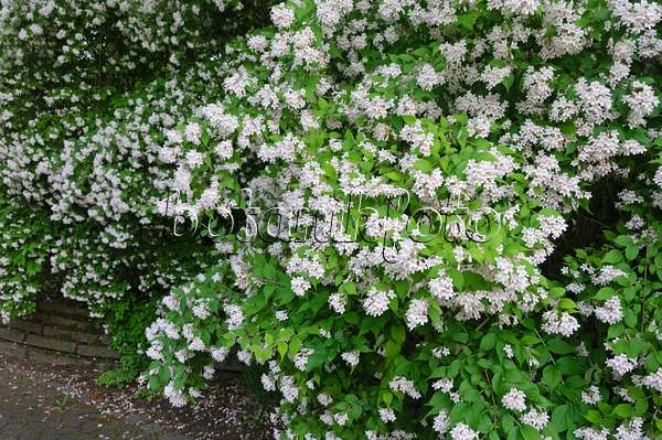 472393 - Beauty bush (Kolkwitzia amabilis)