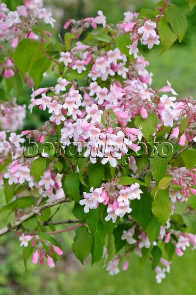 485024 - Beauty bush (Kolkwitzia amabilis)