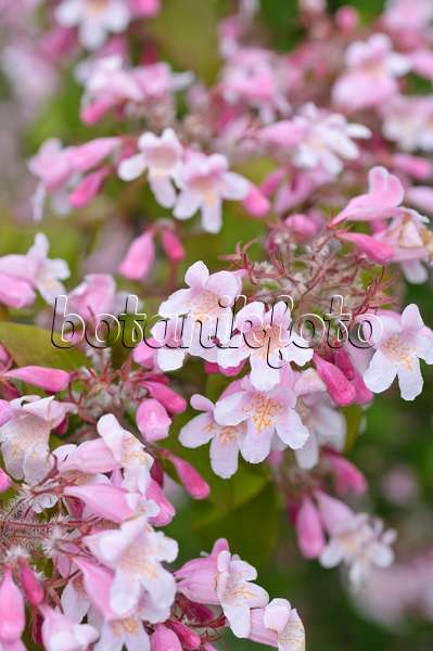 485025 - Beauty bush (Kolkwitzia amabilis)