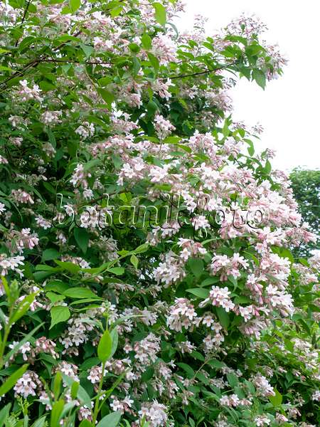485150 - Beauty bush (Kolkwitzia amabilis)