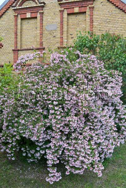 532029 - Beauty bush (Kolkwitzia amabilis)