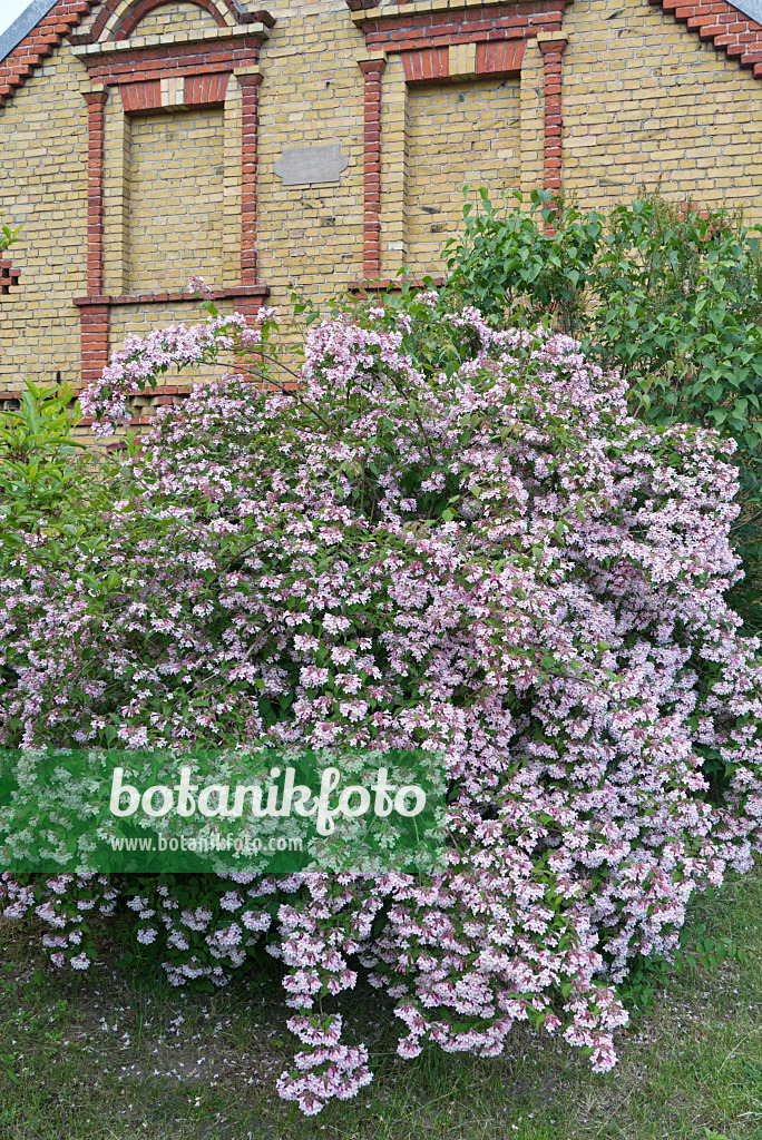 532029 - Beauty bush (Kolkwitzia amabilis)