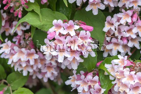 638139 - Beauty bush (Kolkwitzia amabilis)