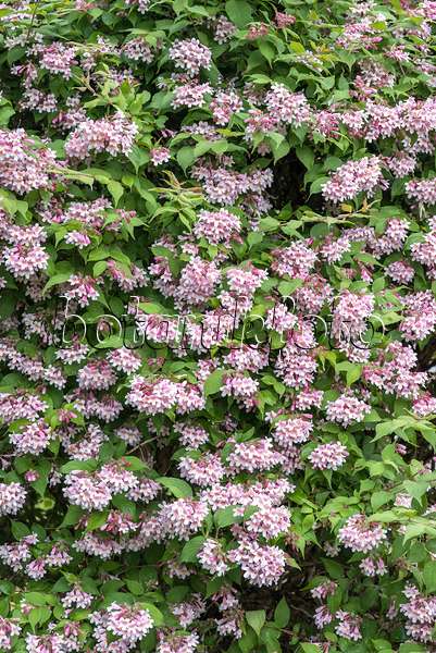 638140 - Beauty bush (Kolkwitzia amabilis)
