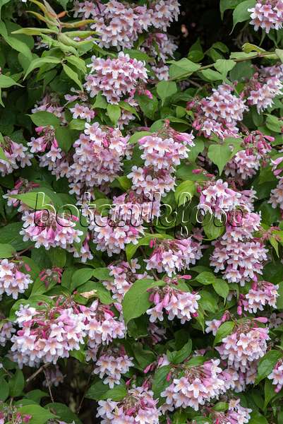 638141 - Beauty bush (Kolkwitzia amabilis)