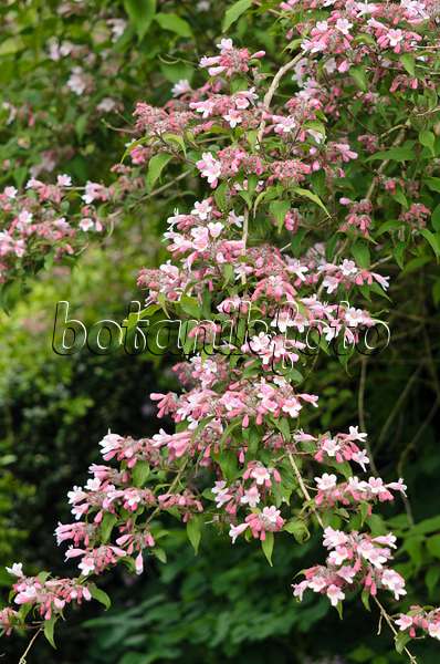 533415 - Beauty bush (Kolkwitzia amabilis 'Pink Cloud')