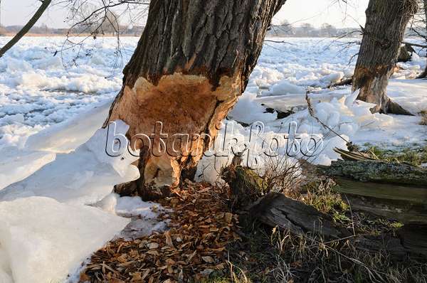 529020 - Beaver cut tree at frozen Oder River, Lower Oder Valley National Park, Germany