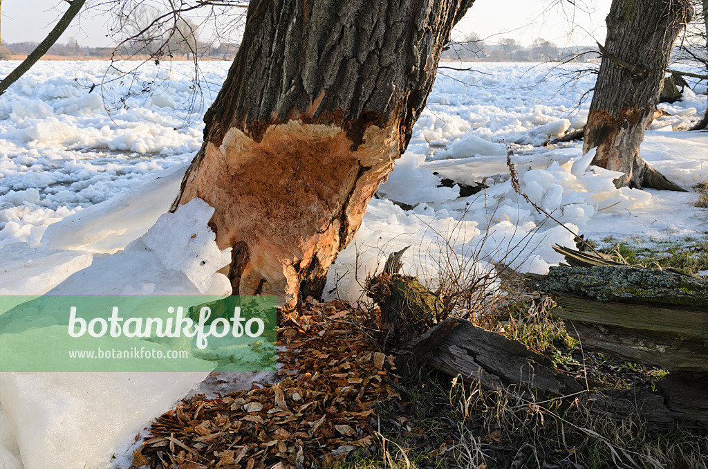 529020 - Beaver cut tree at frozen Oder River, Lower Oder Valley National Park, Germany