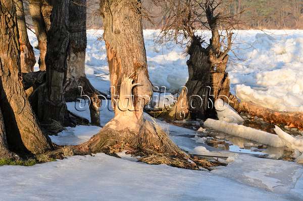 529021 - Beaver cut tree at frozen Oder River, Lower Oder Valley National Park, Germany