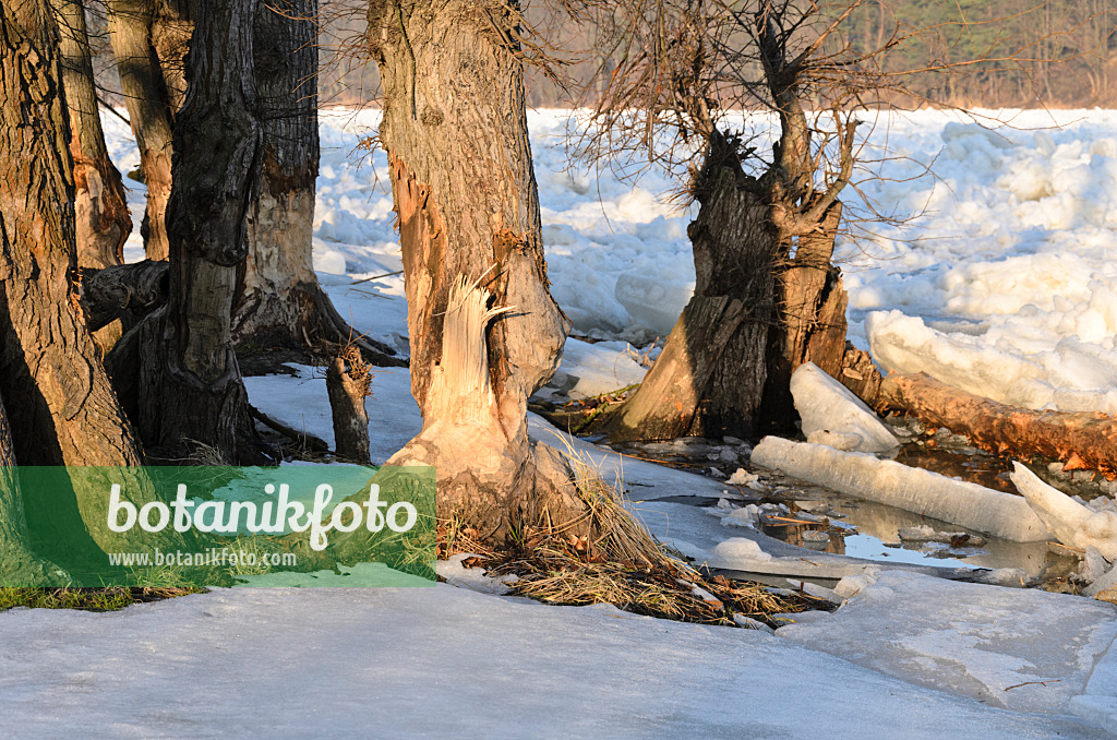 529021 - Beaver cut tree at frozen Oder River, Lower Oder Valley National Park, Germany