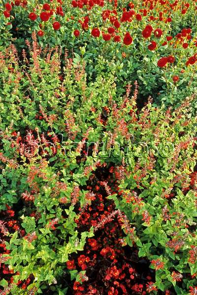 383005 - Begonia (Begonia), blood sage (Salvia coccinea) and dahlia (Dahlia)