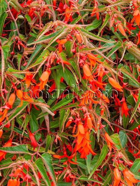 440236 - Begonia (Begonia boliviensis 'Bonfire')