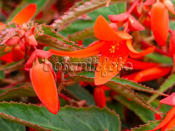 440237 - Begonia (Begonia boliviensis 'Bonfire')
