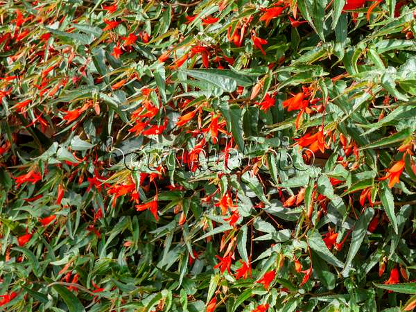 440239 - Begonia (Begonia boliviensis 'Bonfire')