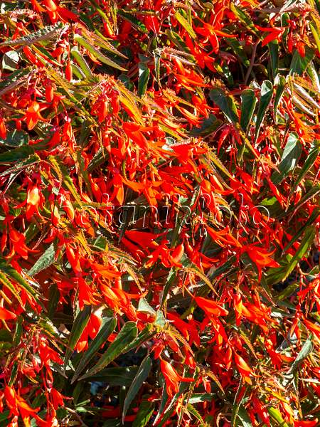440244 - Begonia (Begonia boliviensis 'Bonfire')