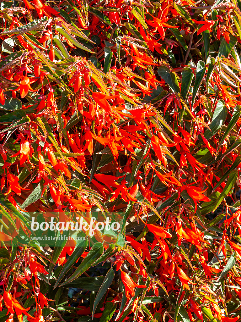 440244 - Bégonia (Begonia boliviensis 'Bonfire')