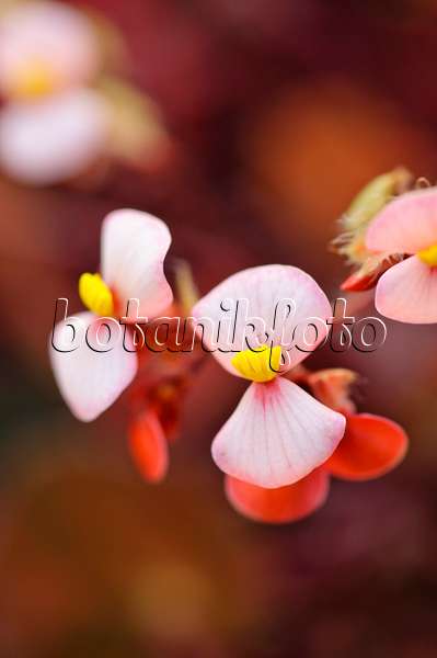 480026 - Bégonia (Begonia bowerae 'Rubra')