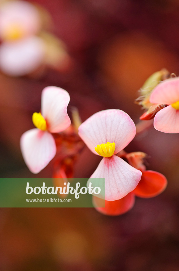 480026 - Bégonia (Begonia bowerae 'Rubra')