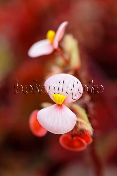 480027 - Bégonia (Begonia bowerae 'Rubra')