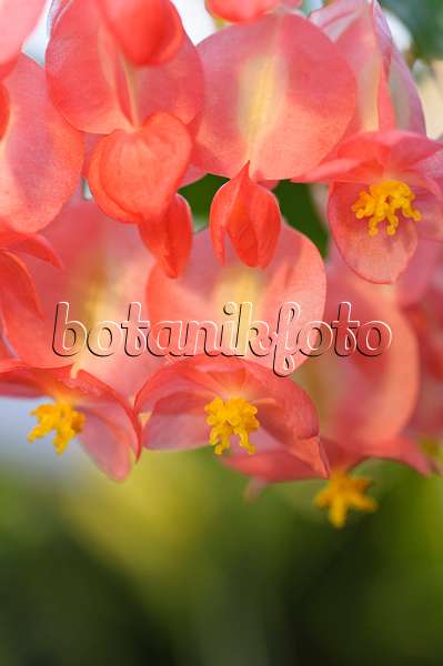 492021 - Bégonia (Begonia corallina 'President Carnot')