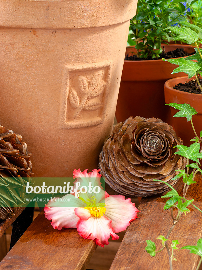 461167 - Begonia (Begonia Crispa Marginata) with cedar cones