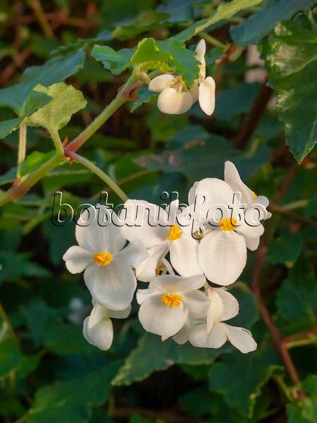 407006 - Bégonia (Begonia cubensis)