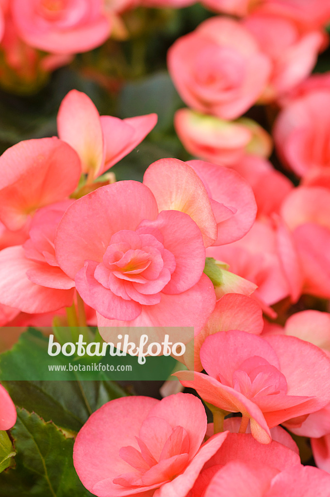 473211 - Begonia (Begonia elatior 'Netja Dark')