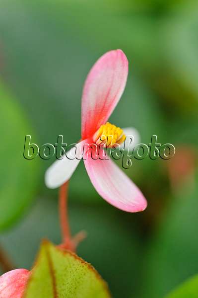 470057 - Bégonia (Begonia eleagnifolia syn. Begonia schulzei)