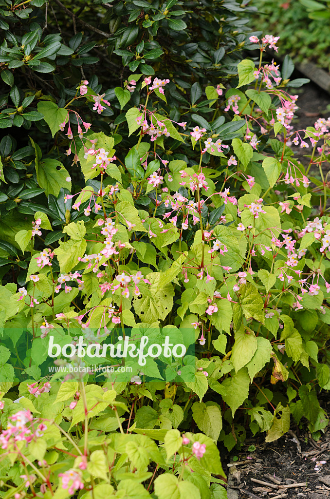 535449 - Bégonia (Begonia grandis)