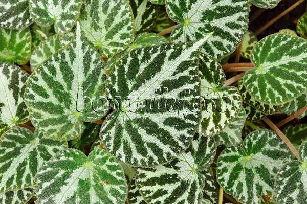 467011 - Bégonia (Begonia imperialis)