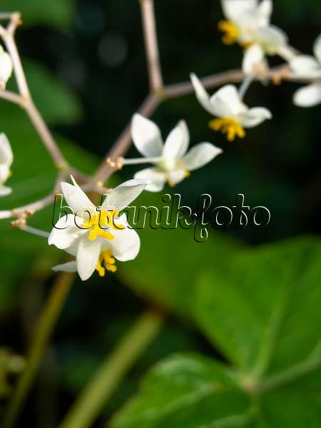 456031 - Bégonia (Begonia reniformis)
