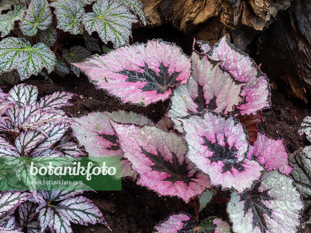 400026 - Bégonia (Begonia rex)